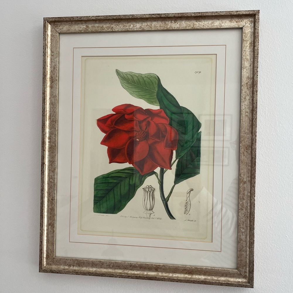 Framed Red botanical Floral Art Print - Picture 2 of 11